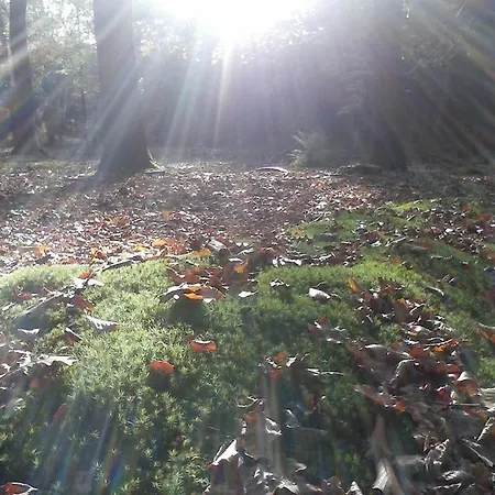 Oase Op De Veluwe Apartment Garderen